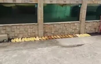Puluhan Arwana Mati Akibat Pemadaman Listrik di Palembang