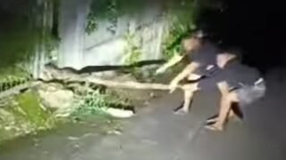 Ular Piton Besar Muncul di Loktuan