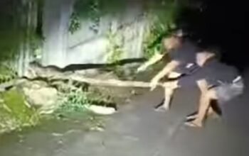 Ular Piton Besar Muncul di Loktuan