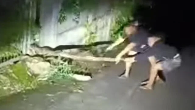 Ular Piton Besar Muncul di Loktuan