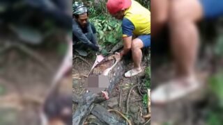 Warga Pinrang Ditemukan Tewas dalam Perut Ular Piton