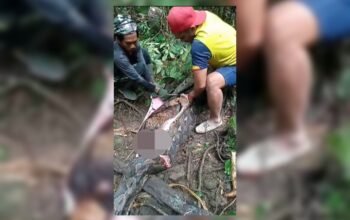 Warga Pinrang Ditemukan Tewas dalam Perut Ular Piton