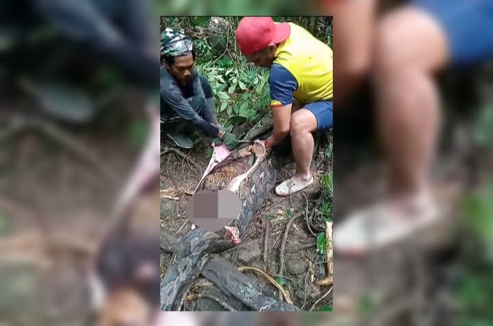 Warga Pinrang, Parida ditemukan di dalam perut ular piton, Jumat (7/6/2024).