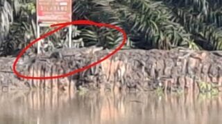 Buaya Berjemur di Danau BSD Bontang, Warga Resah!
