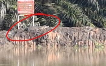 Buaya Berjemur di Danau BSD Bontang, Warga Resah!