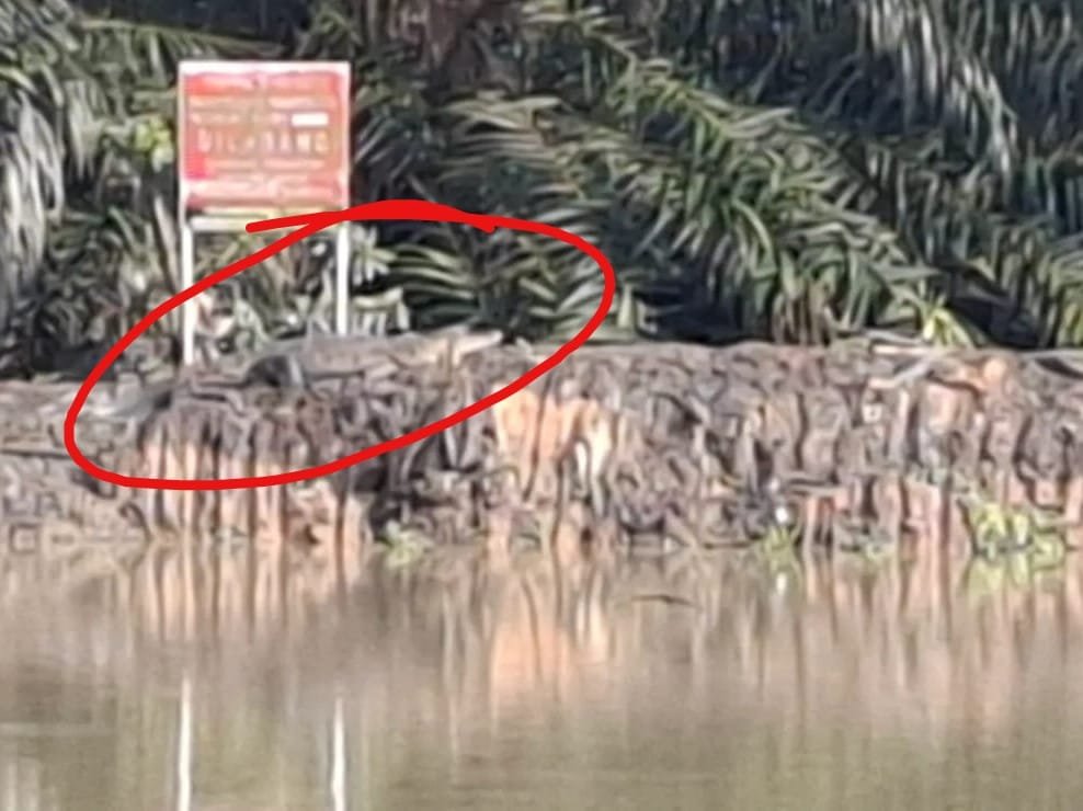 Seekor buaya asik berjemur di Danau BSD, Sabtu (22/2/2025).