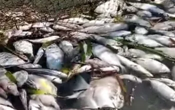 Nelayan Menjerit, Ribuan Ikan Mati di Santan Ilir
