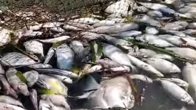 Nelayan Menjerit, Ribuan Ikan Mati di Santan Ilir