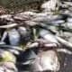 Ikan mati massal di wilayah perairan laut Bontang hingga Santan Ilir.