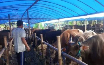 Jelang Idul Adha, Peternak Bontang Tawarkan Qurban Siap Sembelih