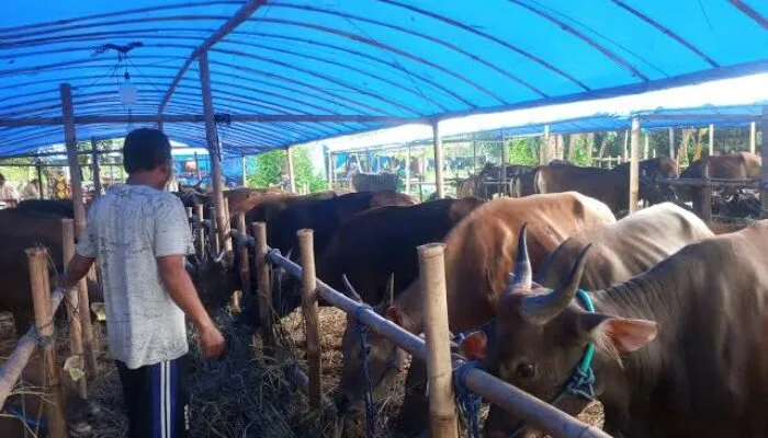 Jelang Idul Adha, Peternak Bontang Tawarkan Qurban Siap Sembelih