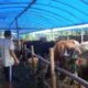 Jelang Idul Adha, Peternak Bontang Tawarkan Qurban Siap Sembelih