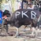 Sapi Kurban DPC PKB Bontang