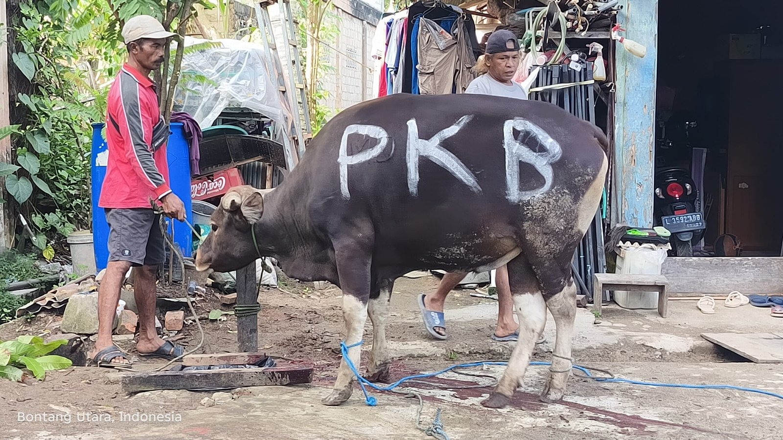 Sapi Kurban DPC PKB Bontang