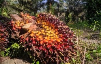 DPMPTSP Bontang Percepat Izin Pabrik Sabun Berbasis CPO