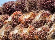 Petani Sawit Tolak Kenaikan Tarif Ekspor CPO 12,5 Persen, Dinilai Tekan Harga TBS