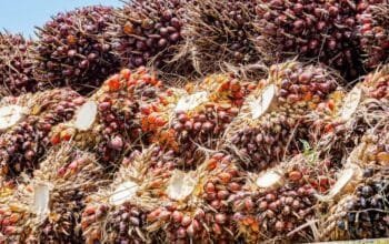 Petani Sawit Tolak Kenaikan Tarif Ekspor CPO 12,5 Persen, Dinilai Tekan Harga TBS