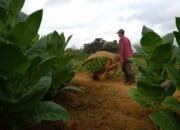 Aturan Nikotin-Tar Diprotes, Petani Khawatir Hasil Panen Tak Laku