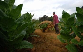 Aturan Nikotin-Tar Diprotes, Petani Khawatir Hasil Panen Tak Laku
