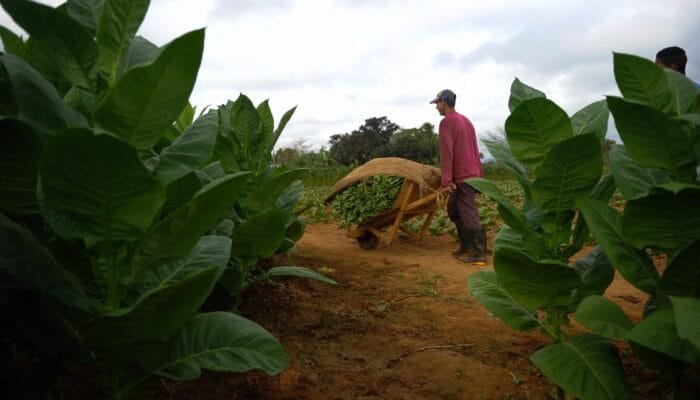 Aturan Nikotin-Tar Diprotes, Petani Khawatir Hasil Panen Tak Laku