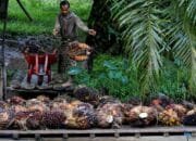 Tak Sekadar Harga, Ini Masalah Utama Petani Sawit di Lapangan