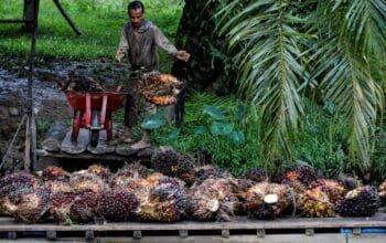 Tak Sekadar Harga, Ini Masalah Utama Petani Sawit di Lapangan