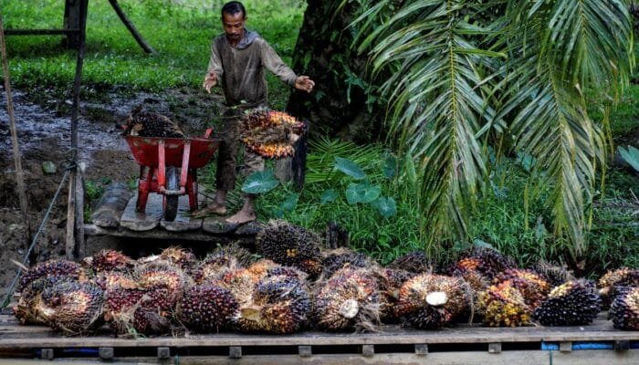 Tak Sekadar Harga, Ini Masalah Utama Petani Sawit di Lapangan
