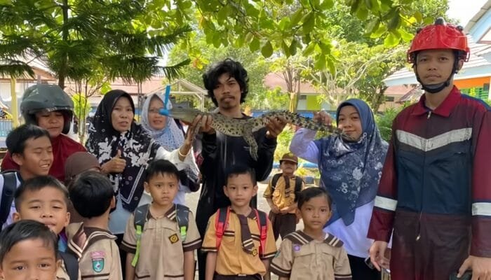 Bikin Panik Saat Jam Pulang Sekolah, Anak Buaya Muncul di Depan TK di Sangatta