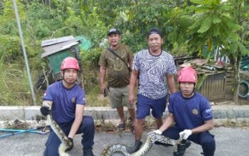 Damkar Bontang Evakuasi Ular Piton 3 Meter di Loktuan
