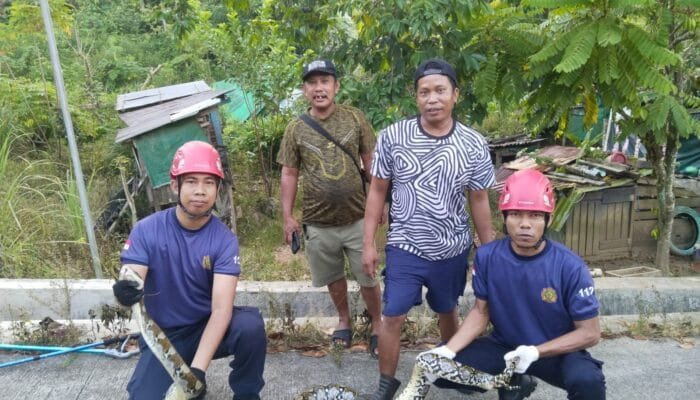 Damkar Bontang Evakuasi Ular Piton 3 Meter di Loktuan