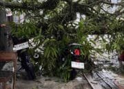 Pohon Mangga Tumbang di Awang Long, Tiga Motor Rusak