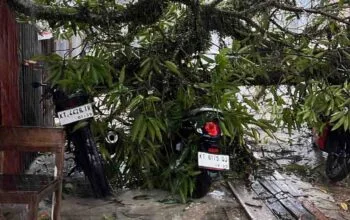 Pohon Mangga Tumbang di Awang Long, Tiga Motor Rusak