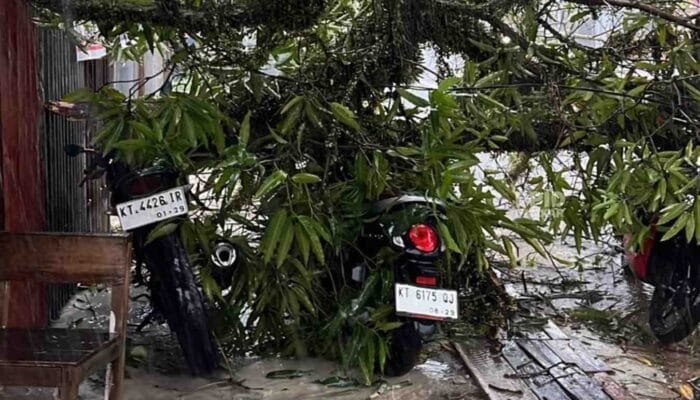 Pohon Mangga Tumbang di Awang Long, Tiga Motor Rusak