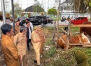 Stok Sapi Kurban di Bontang Meningkat, Pemkot Pastikan Distribusi dan Kesehatan Terjaga
