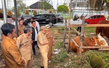Stok Sapi Kurban di Bontang Meningkat, Pemkot Pastikan Distribusi dan Kesehatan Terjaga