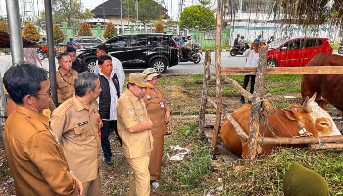 Stok Sapi Kurban di Bontang Meningkat, Pemkot Pastikan Distribusi dan Kesehatan Terjaga