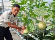 Dukung Ketahanan Pangan, Lapas Bontang Panen 120 Kilogram Melon Honeydew