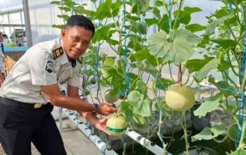 Dukung Ketahanan Pangan, Lapas Bontang Panen 120 Kilogram Melon Honeydew