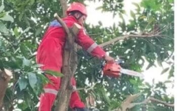 Damkar Bontang Pangkas Pohon Berisiko, Cegah Bahaya di Permukiman Warga