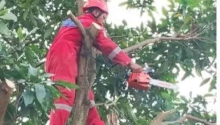 Damkar Bontang Pangkas Pohon Berisiko, Cegah Bahaya di Permukiman Warga