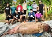 Kematian Pesut Lion Jadi Alarm Kondisi Sungai Mahakam yang Kian Tertekan
