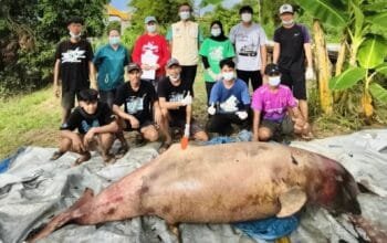 Kematian Pesut Lion Jadi Alarm Kondisi Sungai Mahakam yang Kian Tertekan