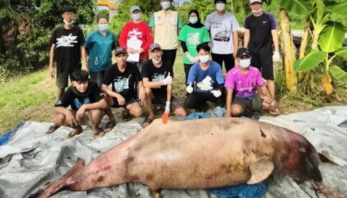 Kematian Pesut Lion Jadi Alarm Kondisi Sungai Mahakam yang Kian Tertekan