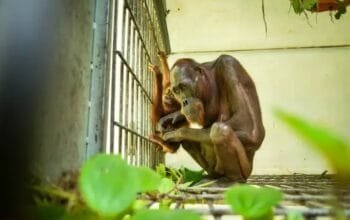 Sempat Viral di Jalan Hauling Tambang, Induk Orangutan Kini Kembali Sehat