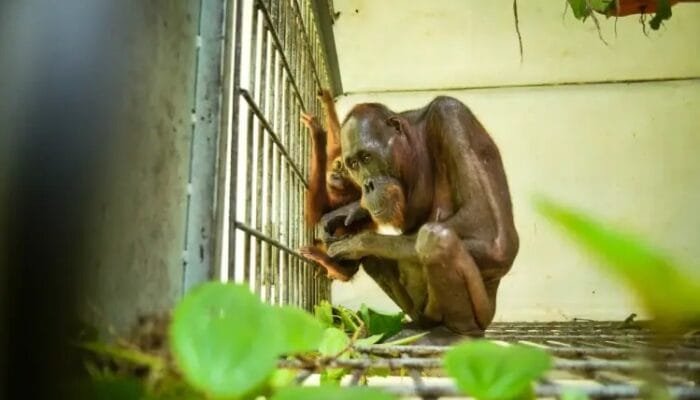 Sempat Viral di Jalan Hauling Tambang, Induk Orangutan Kini Kembali Sehat