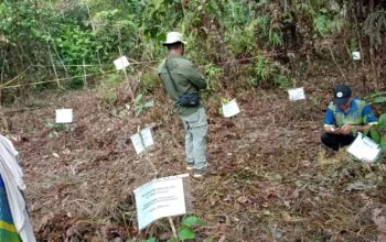 DLH Bontang Libatkan ASN dalam Program Penghijauan Lewat Penanaman Pohon