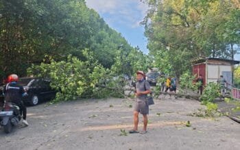 Pohon Bakau Tumbang Timpa Mobil di Jalan Menuju Bontang Kuala, Sempat Tutup Total Jalan