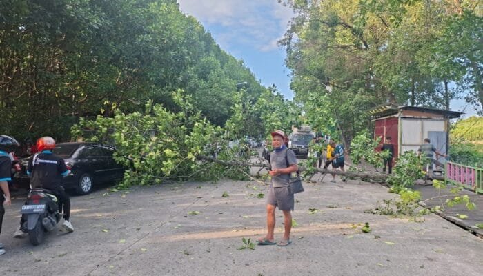 Pohon Bakau Tumbang Timpa Mobil di Jalan Menuju Bontang Kuala, Sempat Tutup Total Jalan