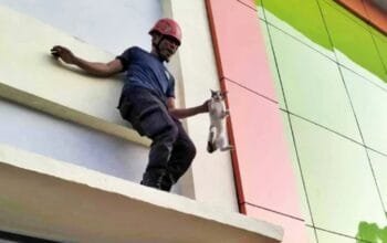 Terjebak Tiga Hari di Ketinggian, Kucing di Bontang Utara Diselamatkan Tim Damkar
