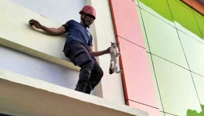 Terjebak Tiga Hari di Ketinggian, Kucing di Bontang Utara Diselamatkan Tim Damkar
